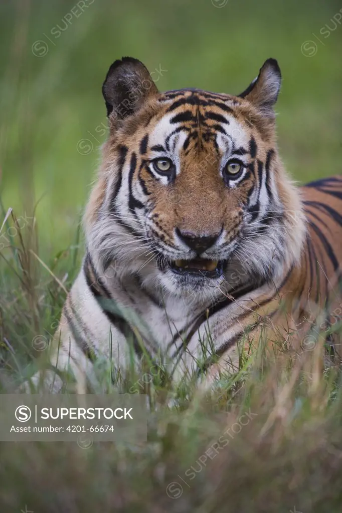 Bengal Tiger (Panthera tigris tigris) dominant male lying in green grass, close-up, dry season, April, Bandhavgarh National Park, India