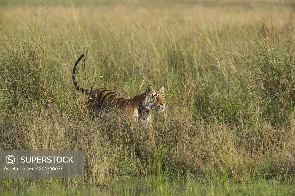 Bengal Tiger (Panthera tigris tigris) walking in tall grass, dry season, April, Bandhavgarh National Park, India