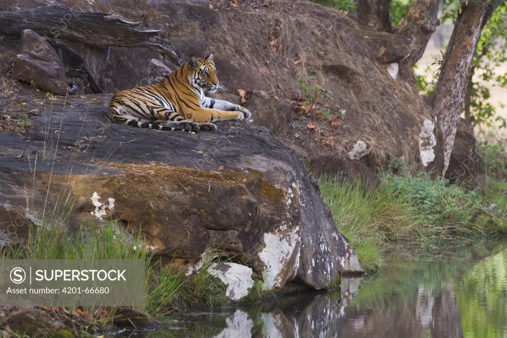 Bengal Tiger (Panthera tigris tigris) resting on rock in shady area near water during mid morning heat, dry season, April, Bandhavgarh National Park, India
