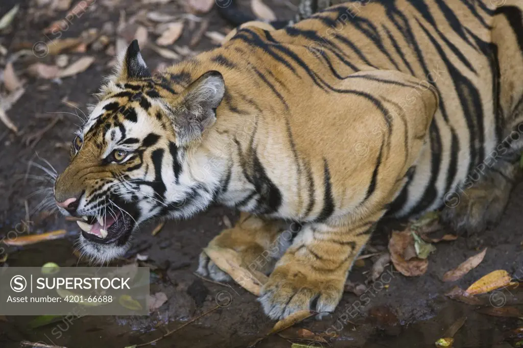 Bengal Tiger (Panthera tigris tigris) 17 months old juvenile at water hole, dry season, Bandhavgarh National Park, India