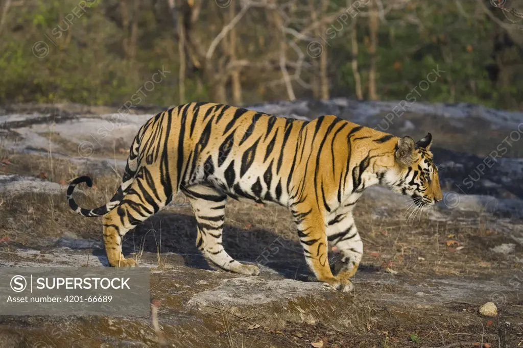 Bengal Tiger (Panthera tigris tigris) 17 month old male juvenile walking in open area, early morning, dry season, Bandhavgarh National Park, India
