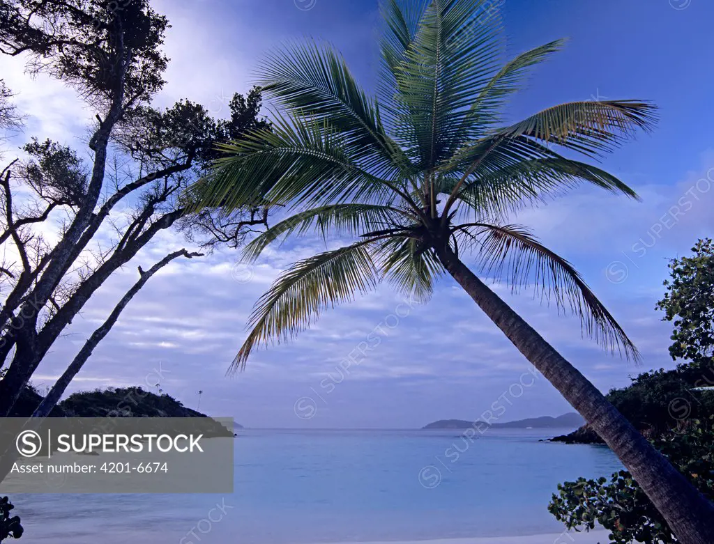 Palm tree at Trunk Bay, St John Island, Virgin Islands