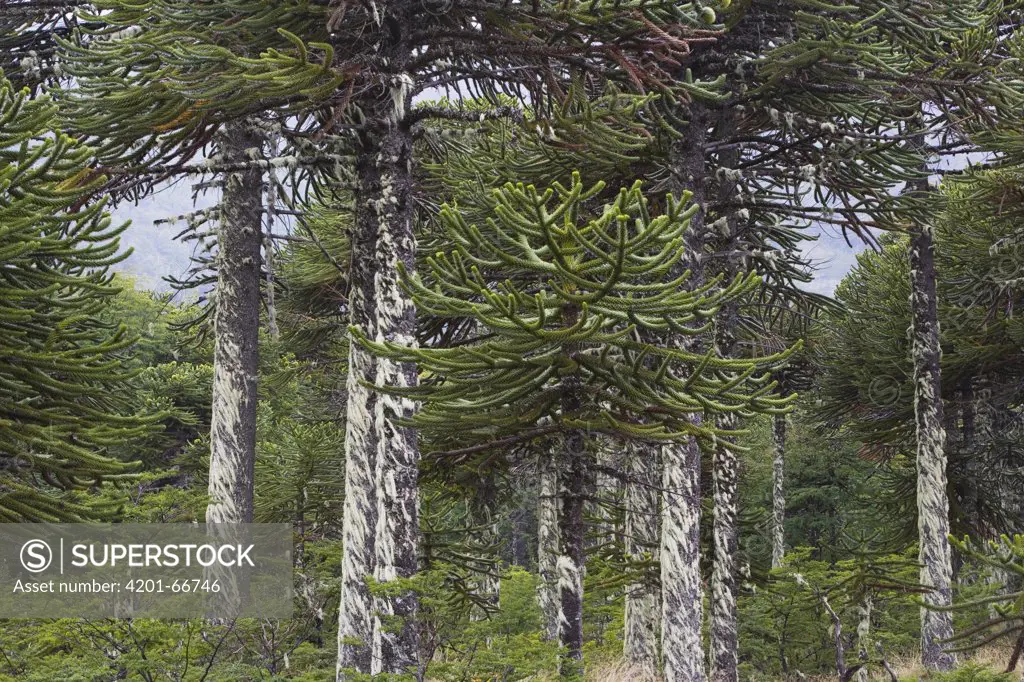 Monkey Puzzle Tree (Araucaria araucana) forest at the border to Chile, Lanin National Park, Argentina