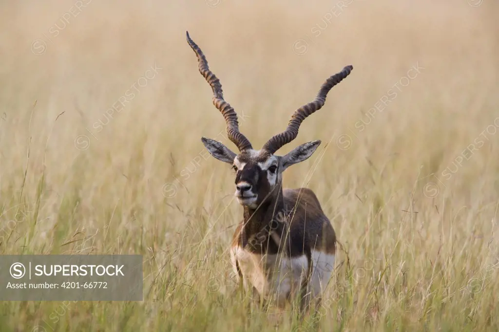 Blackbuck (Antilope cervicapra) male in tall grass during the dry season, India