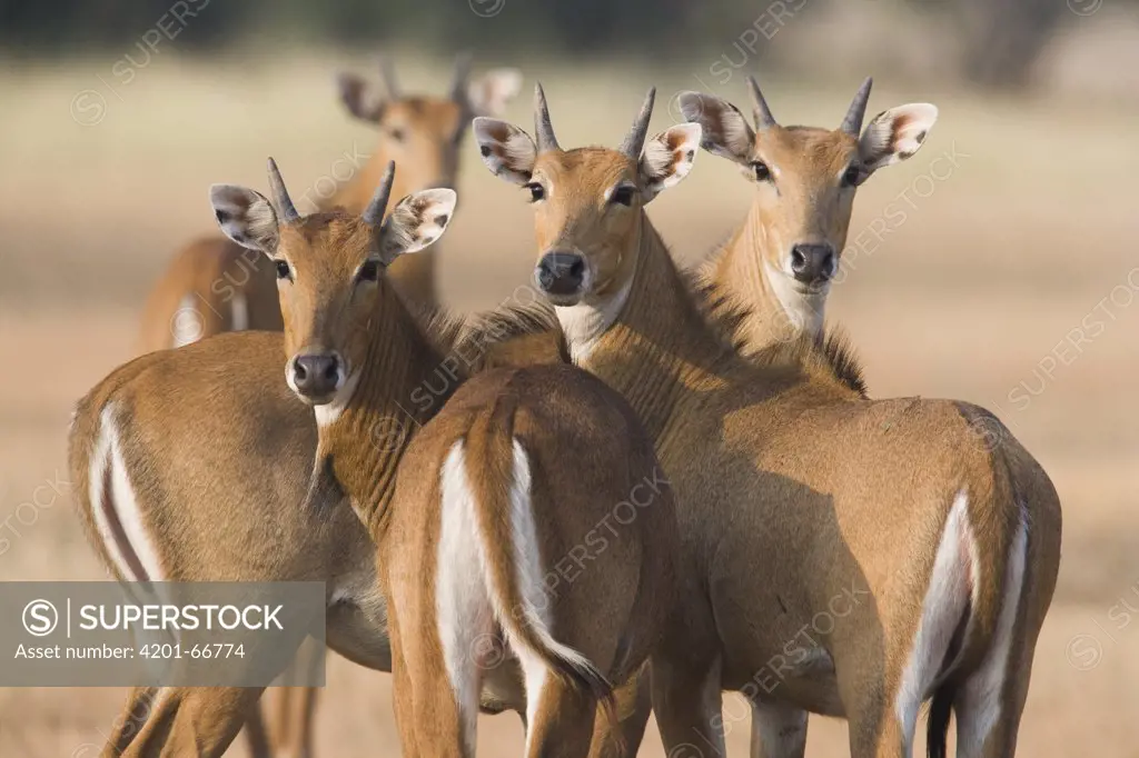 Nilgai (Boselaphus tragocamelus) group of females during the dry season, India