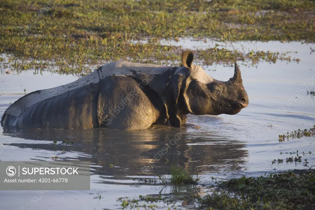 Indian Rhinoceros (Rhinoceros unicornis) in water whole, Kaziranga National Park, India
