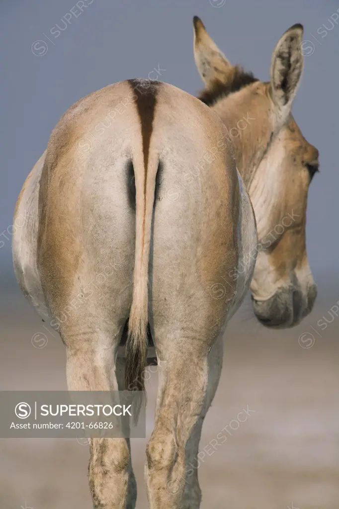 Indian Wild Ass (Equus hemionus khur) dominant male, Indian Wild Ass Sanctuary, Little Rann of Kutch, India