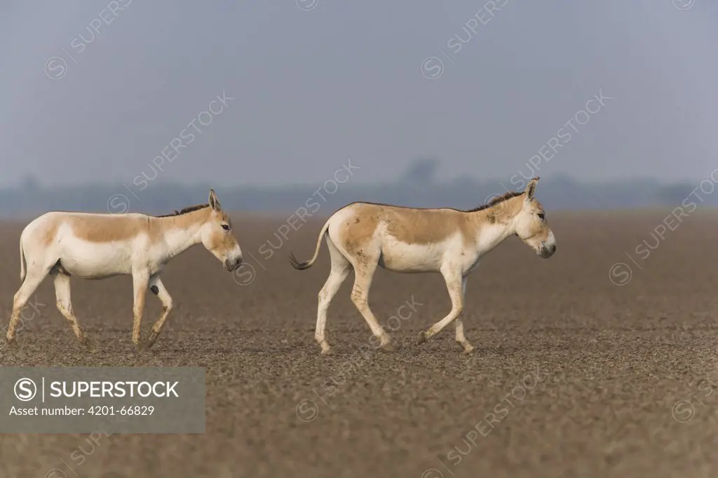 Indian Wild Ass (Equus hemionus khur) pair crossing vast dry clay pan during dry season, Indian Wild Ass Sanctuary, Little Rann of Kutch, India