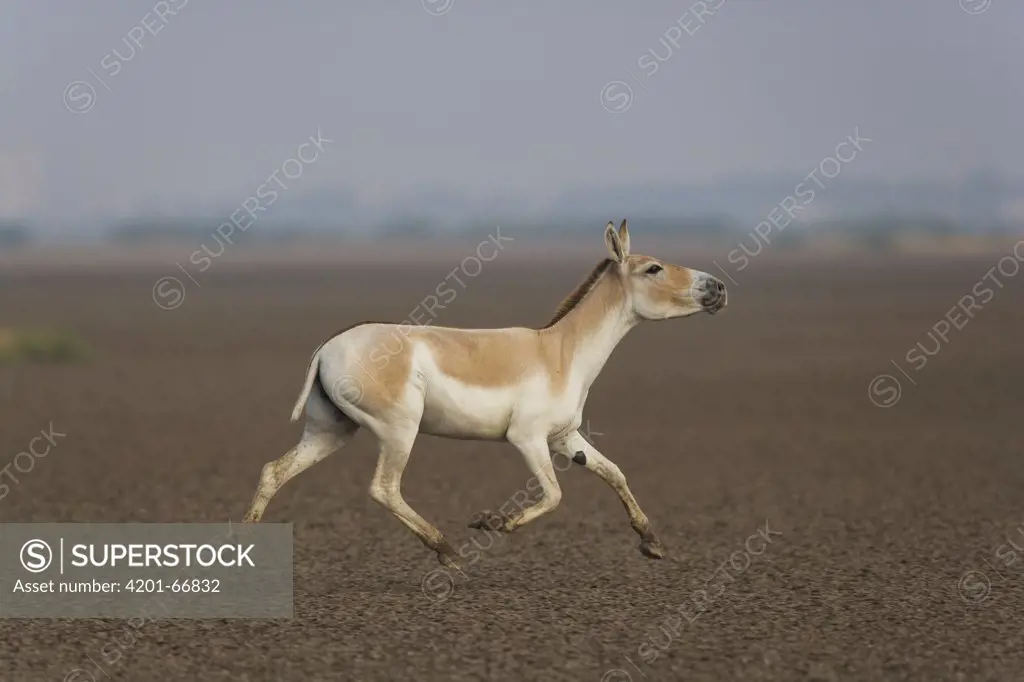 Indian Wild Ass (Equus hemionus khur) running across dry clay pan, Indian Wild Ass Sanctuary, Little Rann of Kutch, India