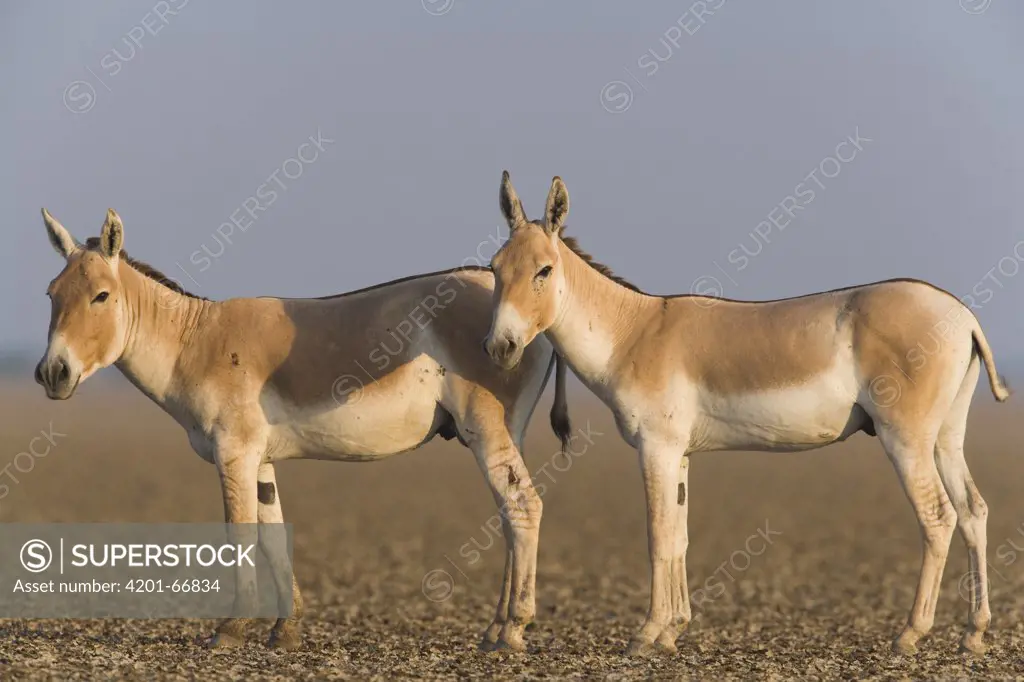 Indian Wild Ass (Equus hemionus khur) pair in dry clay pan, Indian Wild Ass Sanctuary, Little Rann of Kutch, India
