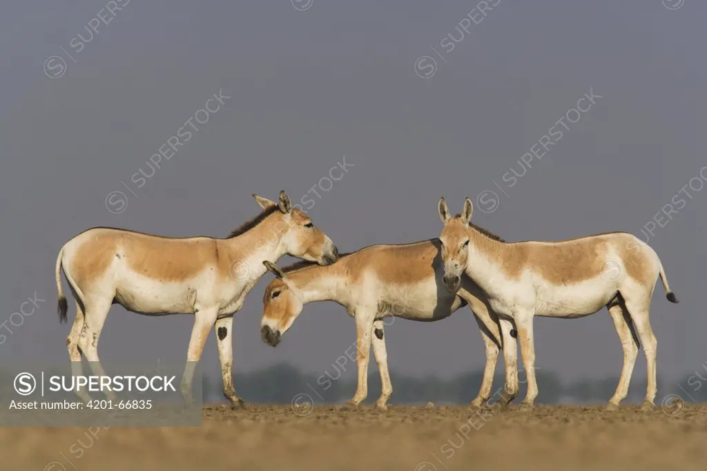 Indian Wild Ass (Equus hemionus khur) trio in dry clay pan, Indian Wild Ass Sanctuary, Little Rann of Kutch, India