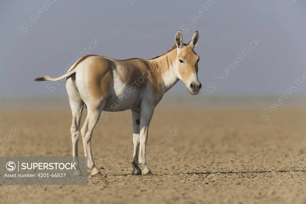 Indian Wild Ass (Equus hemionus khur) in dry clay pan, Indian Wild Ass Sanctuary, Little Rann of Kutch, India