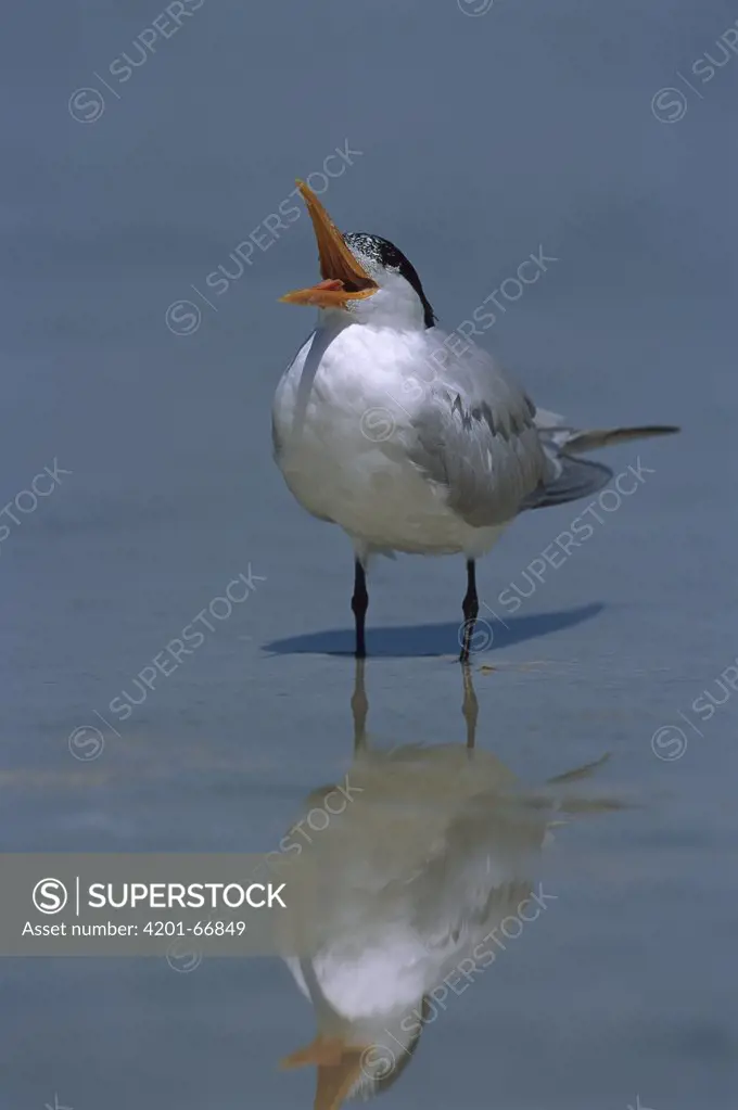 Royal Tern (Sterna maxima) calling, Fort Myers Beach, Florida