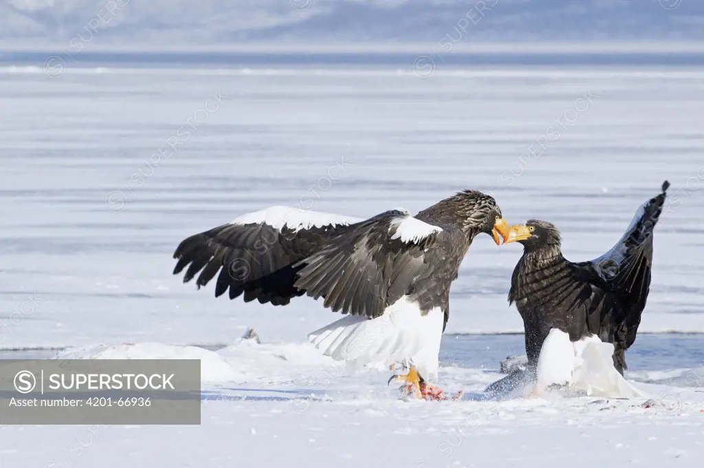 Steller's Sea Eagle (Haliaeetus pelagicus) competing for food, Kamchatka, Russia