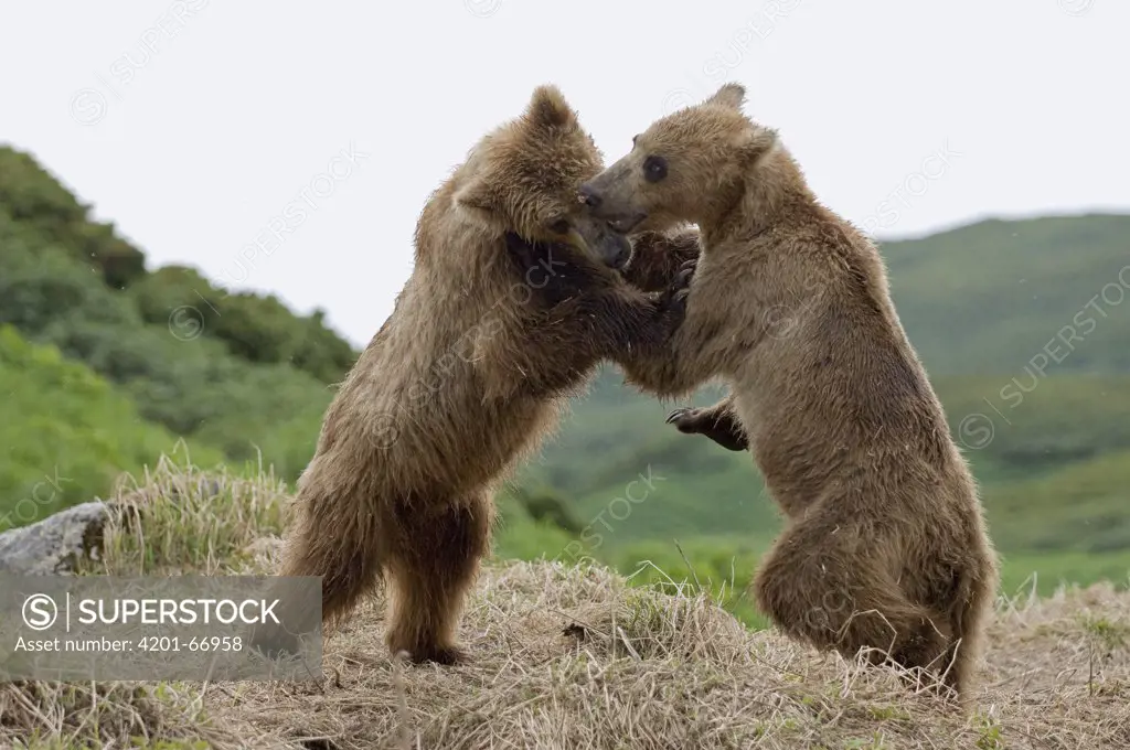 Brown Bear (Ursus arctos) juveniles play fighting, Kamchatka, Russia