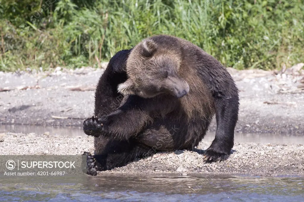 Brown Bear (Ursus arctos) scratching its head, Kamchatka, Russia