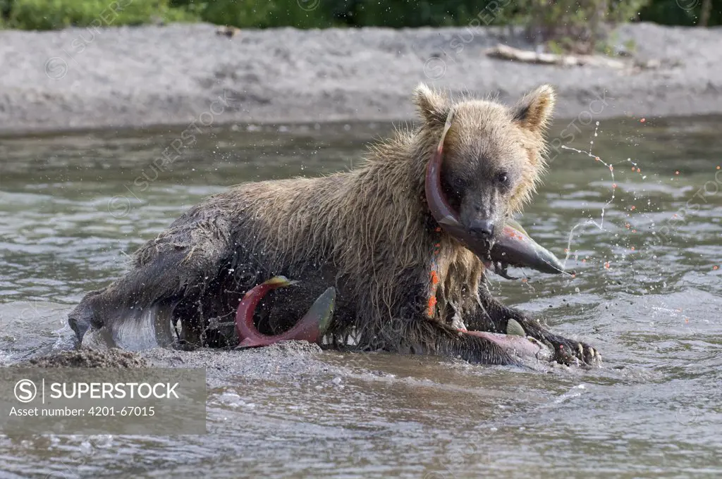 Brown Bear (Ursus arctos) catching salmon, Kamchatka, Russia