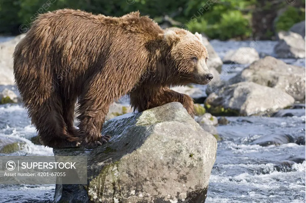 Brown Bear (Ursus arctos) on rock in river, Kamchatka, Russia