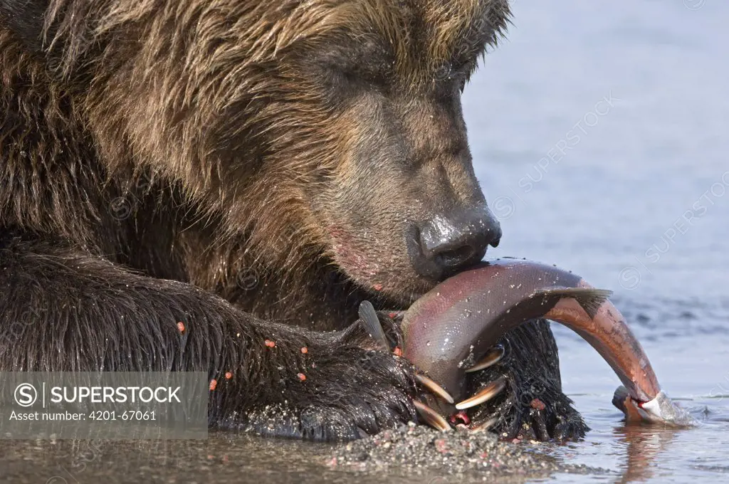 Brown Bear (Ursus arctos) feeding on salmon eggs, Kamchatka, Russia