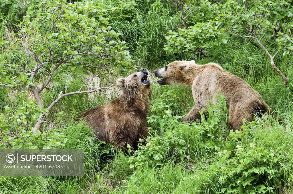 Brown Bear (Ursus arctos) pair growling at each other, Kamchatka, Russia