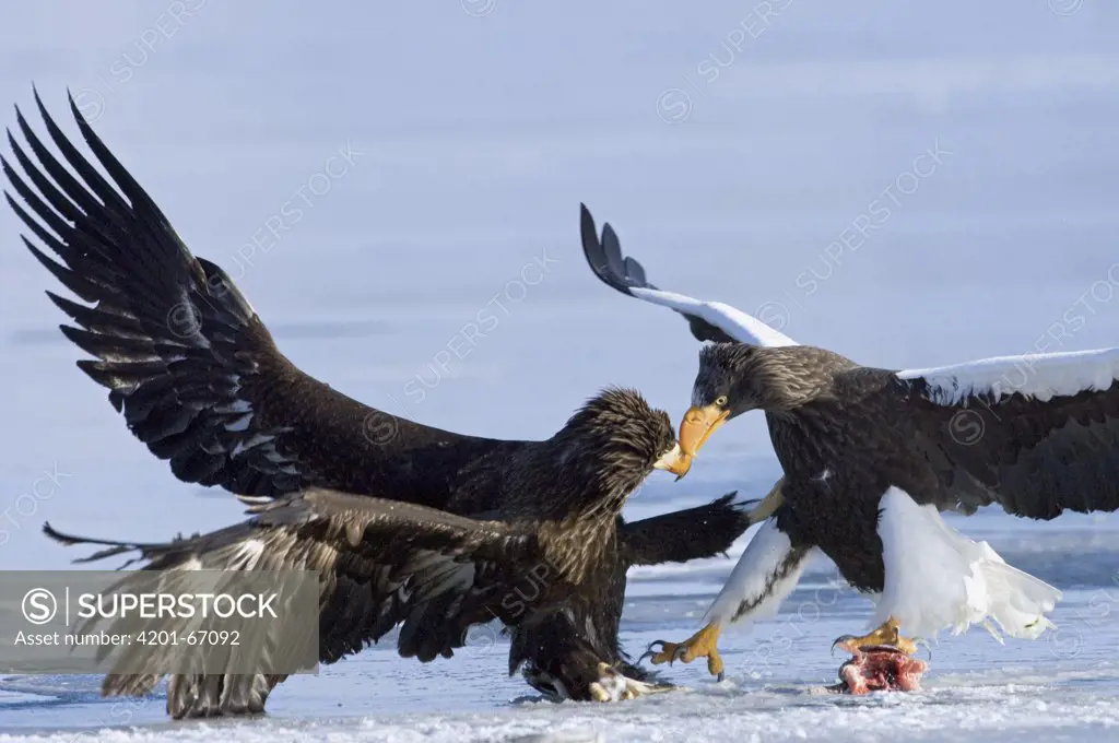 Steller's Sea Eagle (Haliaeetus pelagicus) adult fighting over food with juvenile, Kamchatka, Russia