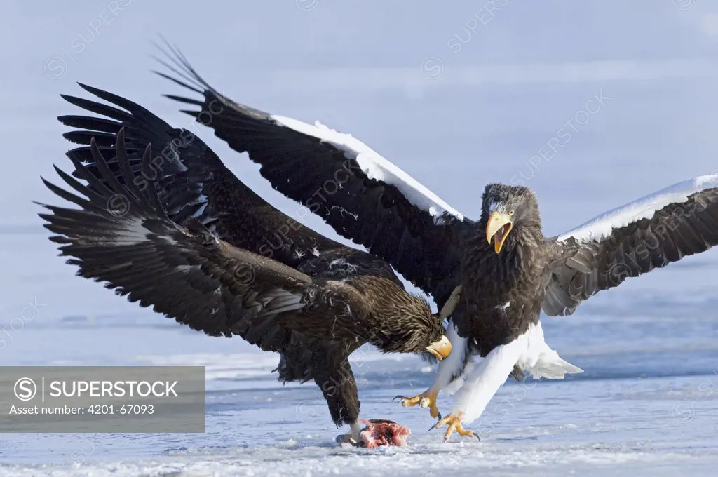 Steller's Sea Eagle (Haliaeetus pelagicus) adult fighting over food with juvenile, Kamchatka, Russia
