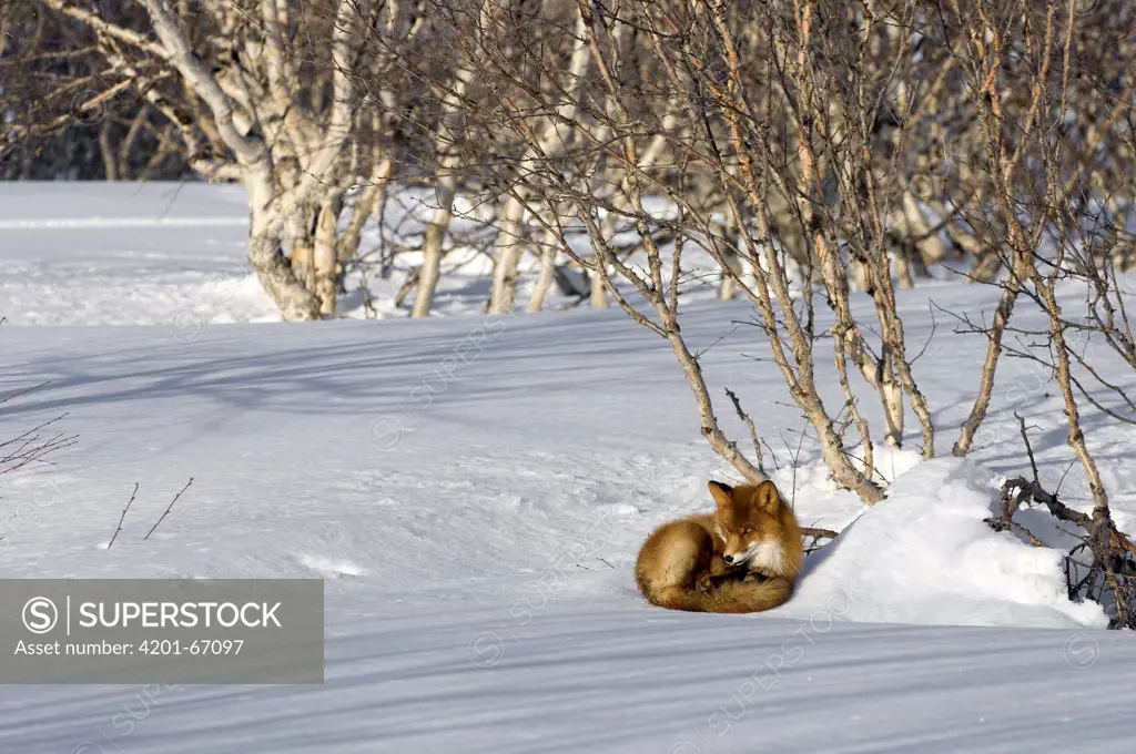 Red Fox (Vulpes vulpes) sleeping, Kamchatka, Russia