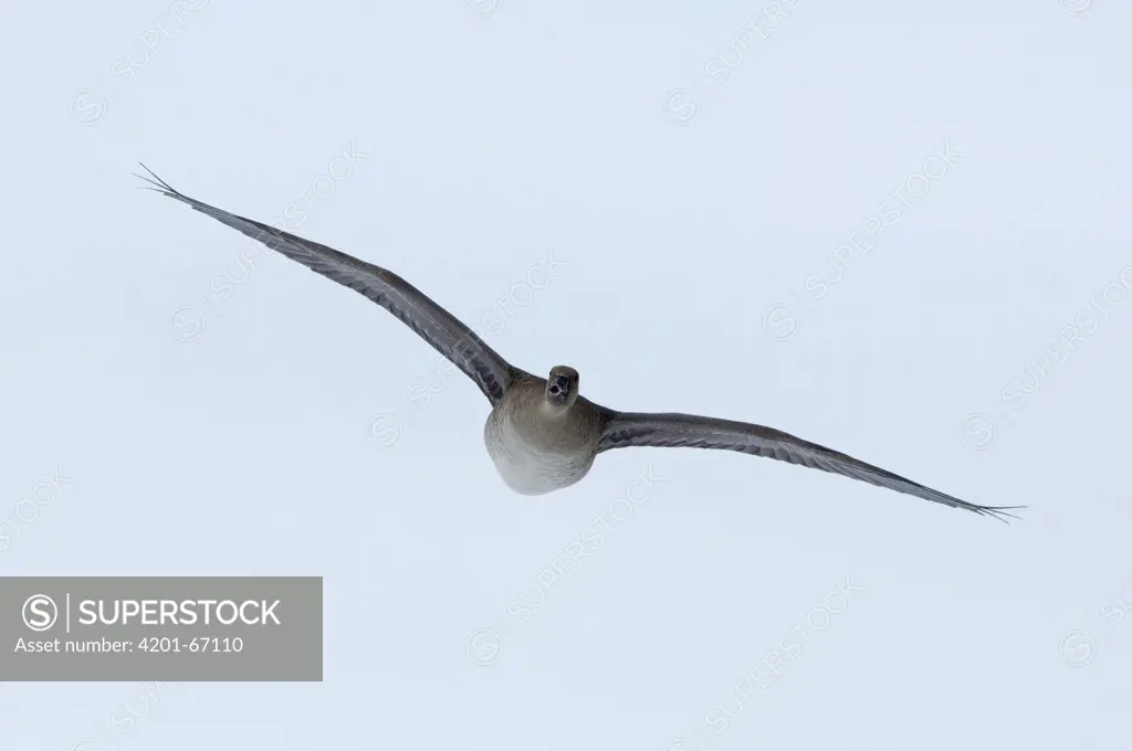 White-fronted Goose (Anser albifrons) flying, Kamchatka, Russia