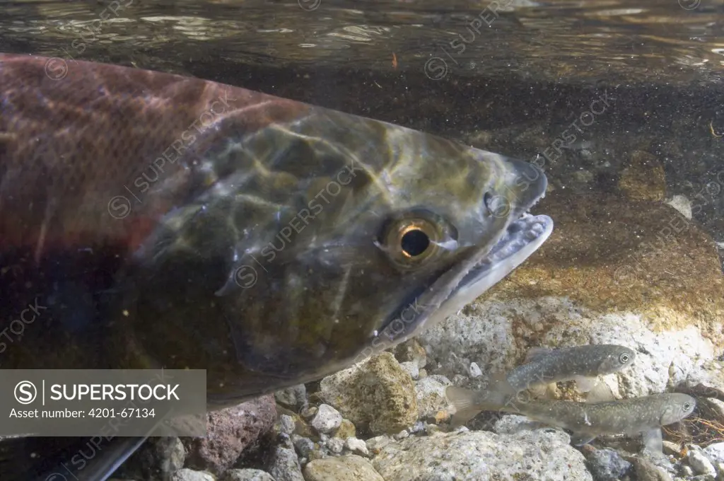 Sockeye Salmon (Oncorhynchus nerka) female, Kamchatka, Russia
