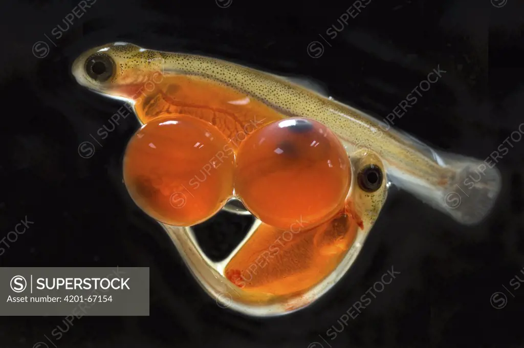 Sockeye Salmon (Oncorhynchus nerka) alevins, Kamchatka, Russia
