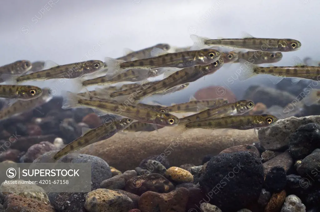 Sockeye Salmon (Oncorhynchus nerka) fry, Kamchatka, Russia