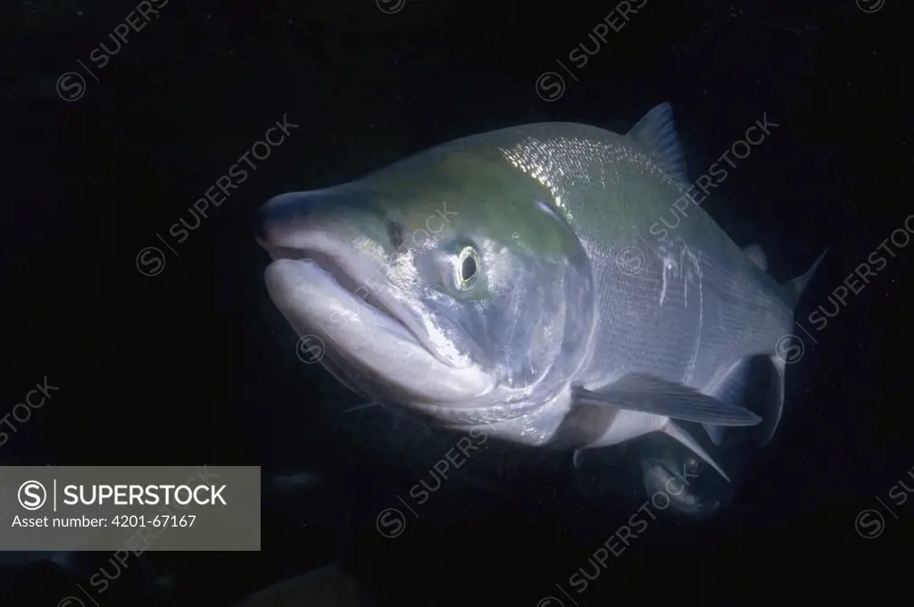 Sockeye Salmon (Oncorhynchus nerka) fully transformed adult, Kamchatka, Russia