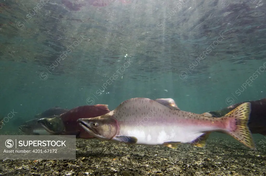 Pink Salmon (Oncorhynchus gorbuscha) male and Sockeye Salmon (Oncorhynchus nerka) males in breeding coloration and morphology, Kamchatka, Russia