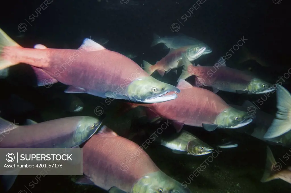 Sockeye Salmon (Oncorhynchus nerka) males and females in breeding coloration and morphology, Kamchatka, Russia