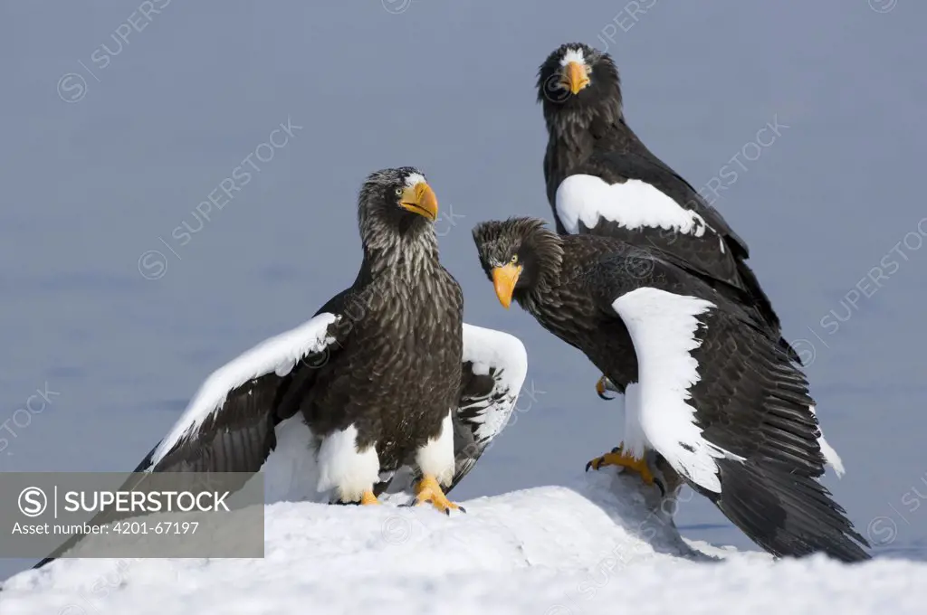 Steller's Sea Eagle (Haliaeetus pelagicus) trio on snowbank, Kamchatka, Russia
