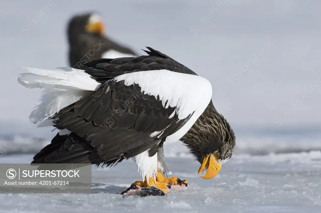 Steller's Sea Eagle (Haliaeetus pelagicus) feeding on fish, Kamchatka, Russia