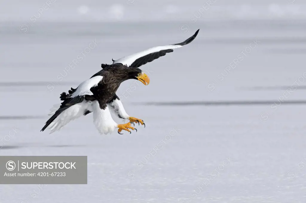 Steller's Sea Eagle (Haliaeetus pelagicus) landing, Kamchatka, Russia
