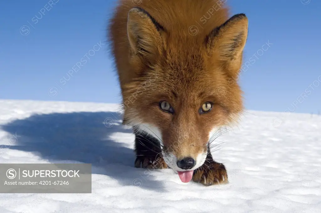Red Fox (Vulpes vulpes) portrait, Kamchatka, Russia