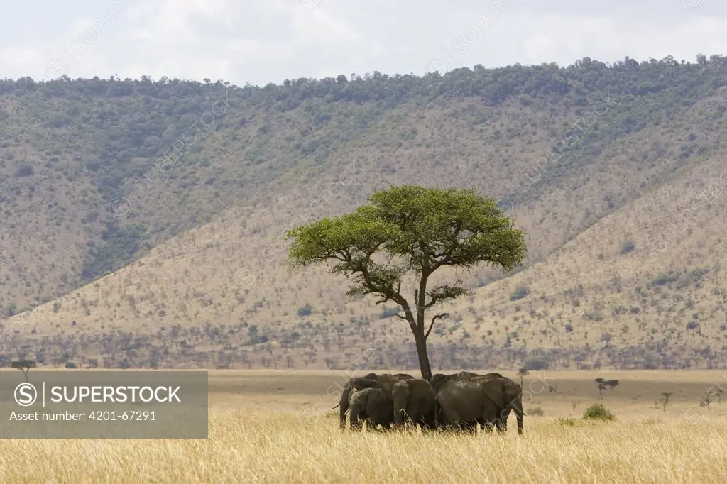 African Elephant (Loxodonta africana) herd resting in shade, Masai Mara, Kenya