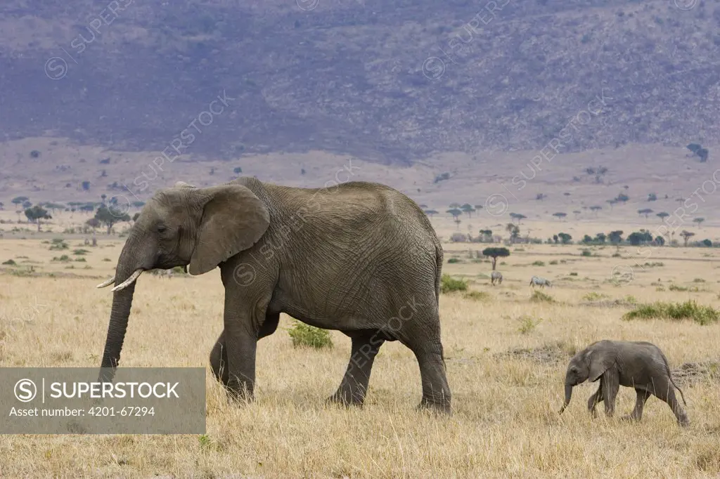 African Elephant (Loxodonta africana) mother and less than 3 weeks old calf, Masai Mara, Kenya