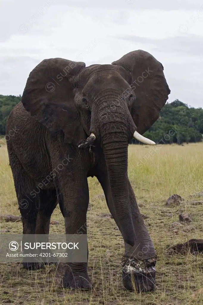 African Elephant (Loxodonta africana) young bull with wound from snare, Masai Mara, Kenya