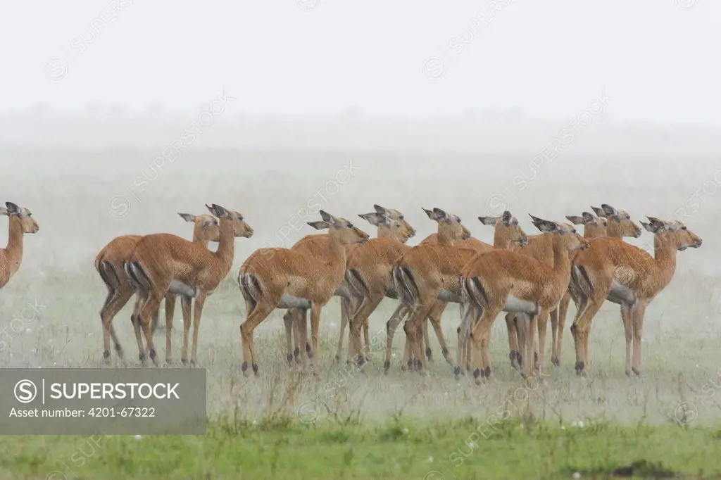 Impala (Aepyceros melampus) herd in a rainstorm, Masai Mara, Kenya