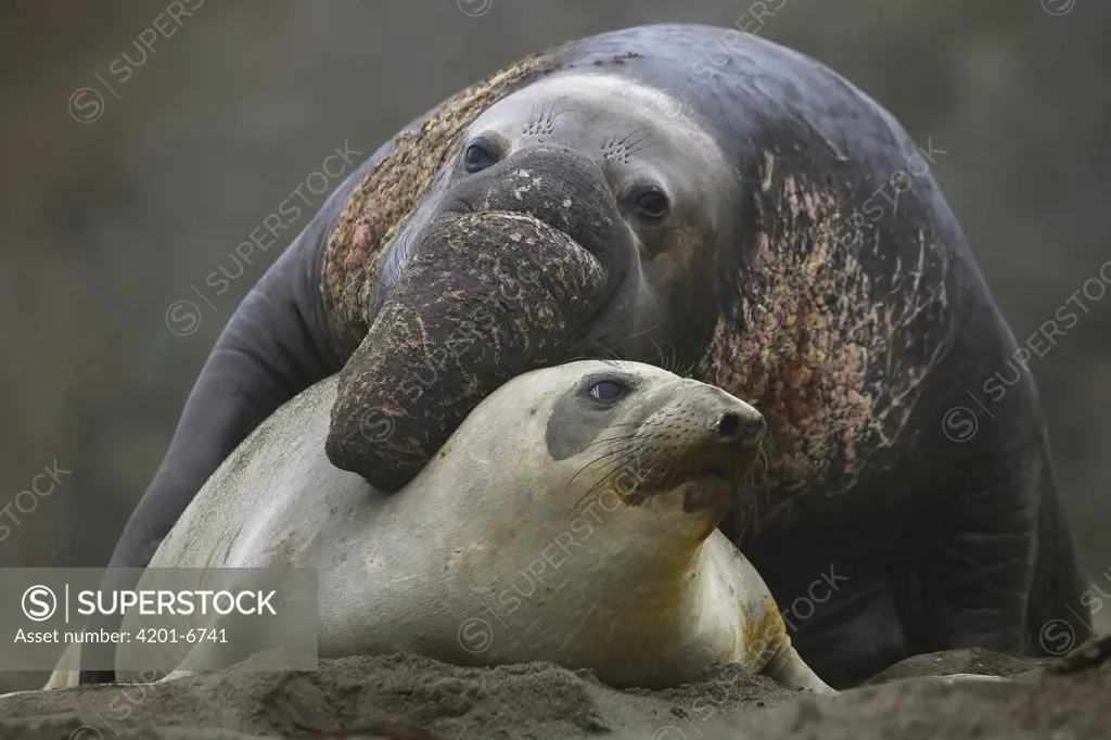 Northern Elephant Seal (Mirounga angustirostris) pair mating, Ano Nuevo, California