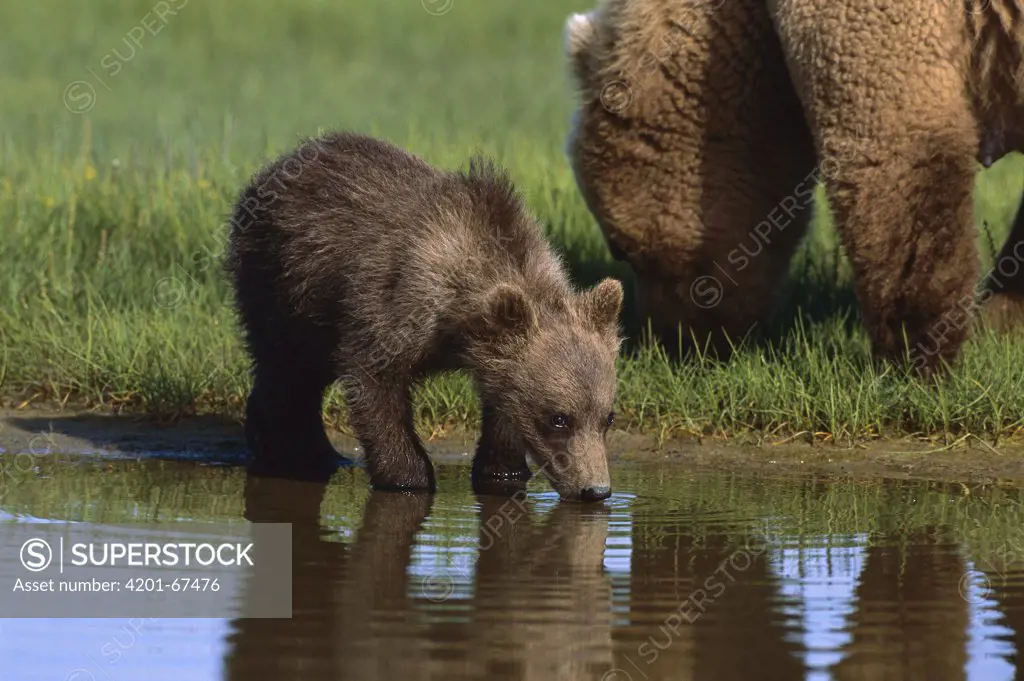 Grizzly Bear (Ursus arctos horribilis) cub drinking, Katmai National Park, Alaska