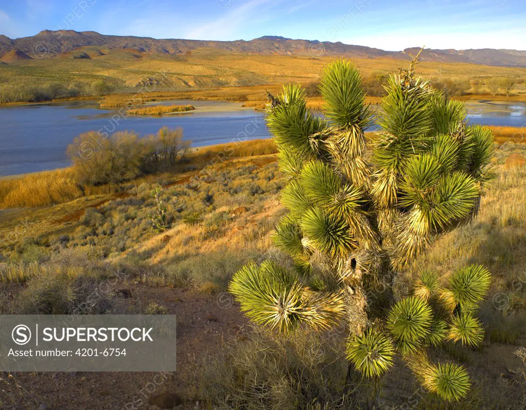 Joshua Tree (Yucca brevifolia) and wetlands along the Pacific Flyway, Pahranagat National Wildlife Refuge, Nevada