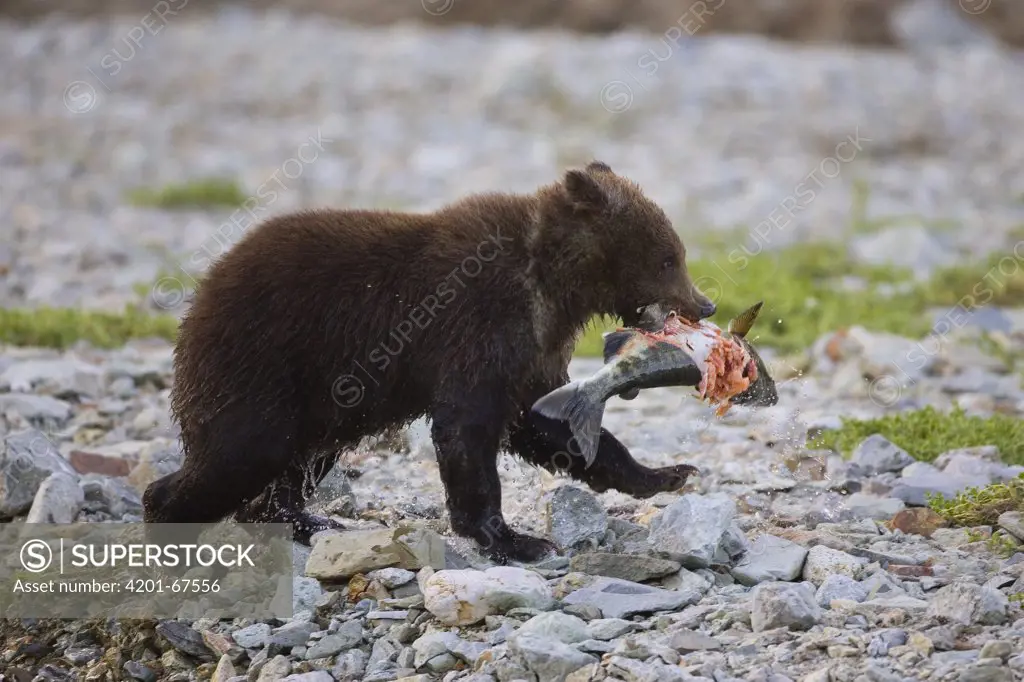 Grizzly Bear (Ursus arctos horribilis), six to eight month old cub with fish, Katmai National Park, Alaska