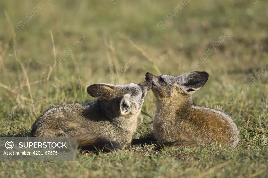 Bat-eared Fox (Otocyon megalotis) pair grooming each other, Masai Mara, Kenya