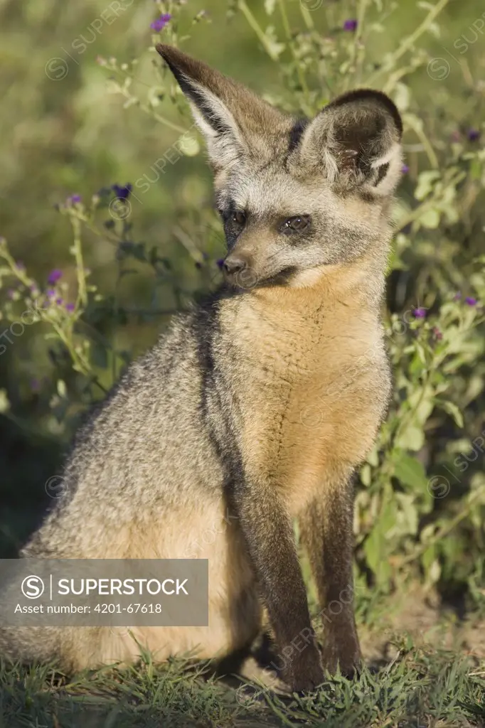 Bat-eared Fox (Otocyon megalotis) swiveling ears to detect insect prey, Ngorongoro Conservation Area, Tanzania. sequence 1 of 3