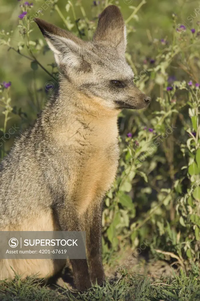 Bat-eared Fox (Otocyon megalotis) swiveling ears to detect insect prey, Ngorongoro Conservation Area, Tanzania, sequence 2 of 3