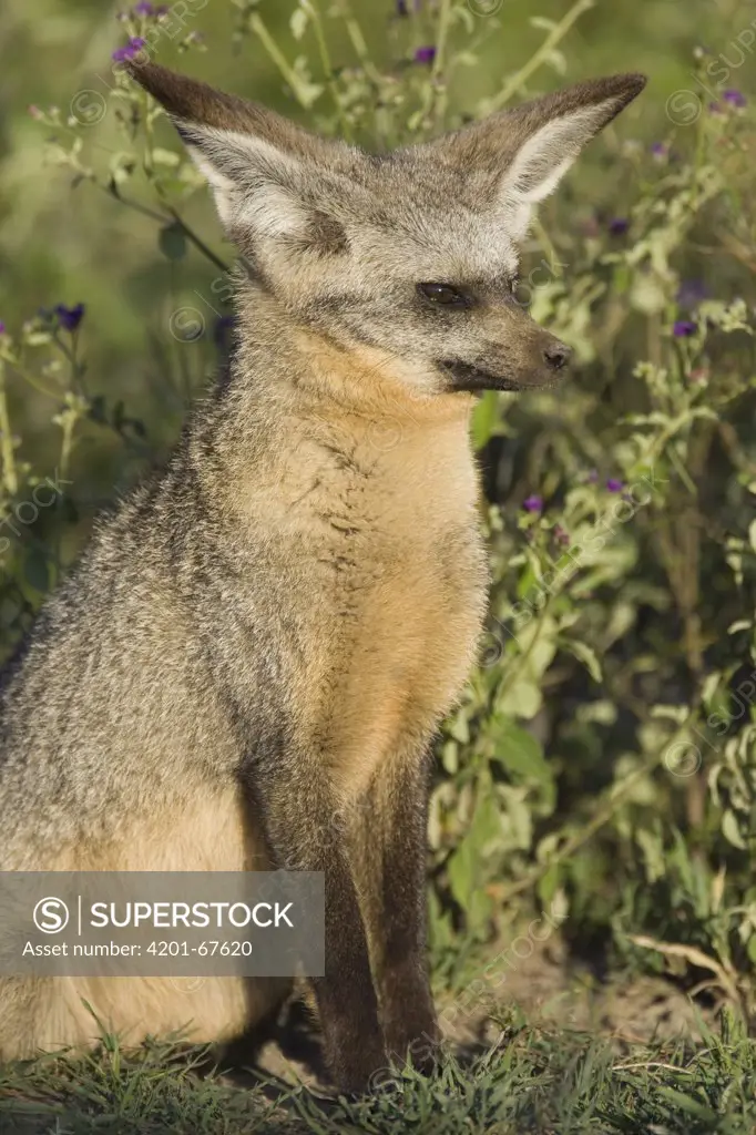 Bat-eared Fox (Otocyon megalotis), Ngorongoro Conservation Area, Tanzania, sequence 2 of 3